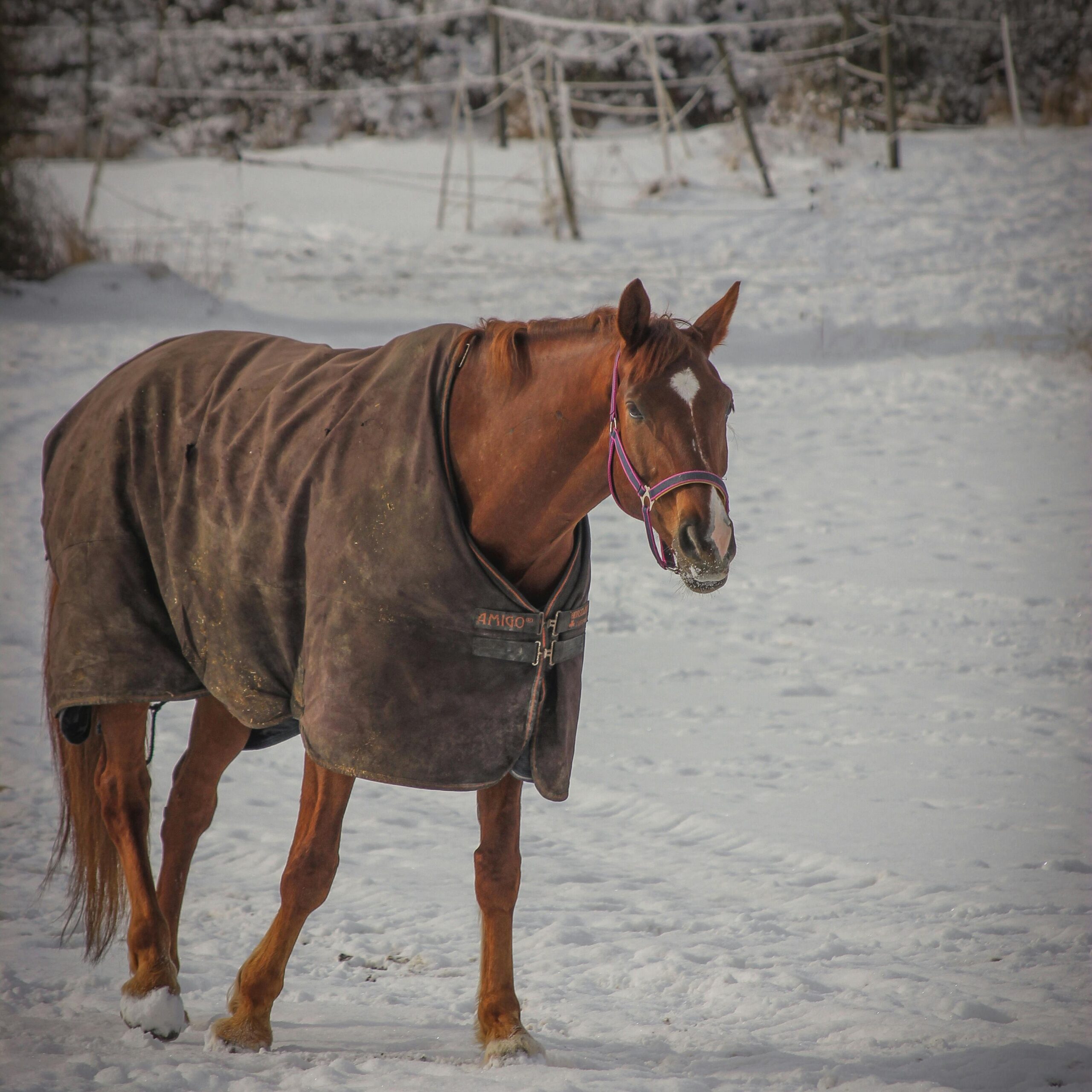 pexels-milda-zarankaite-757190420-18775667(1)